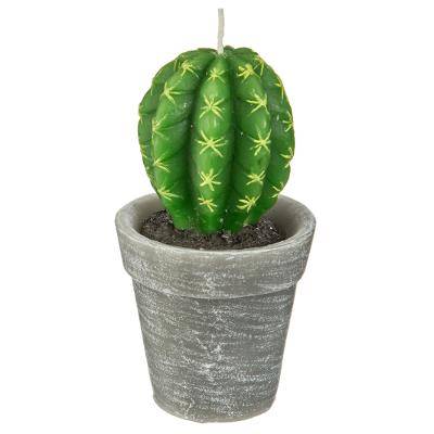 Bougie Plante H12 200g