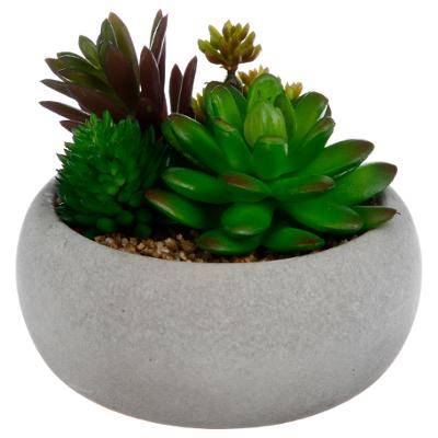 Plante Grasse Pot Ciment H10